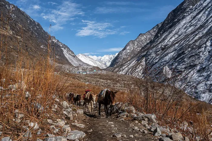 Framed Print : On the Trail with Pack Mules transporting gear to Kyanjin Gompa, Langtang Valley trek, Himalayas, Nepal, Asia Framed Print : On the Trail with Pack Mules transporting gear to Kyanjin Gompa, Langtang Valley trek, Himalayas, Nepal, Asia