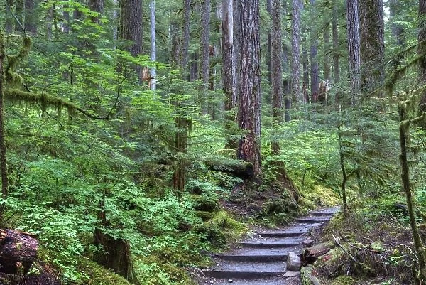 Trail to Sol Duc Falls, Rain Forest, Olympic National Park, UNESCO World Heritage Site