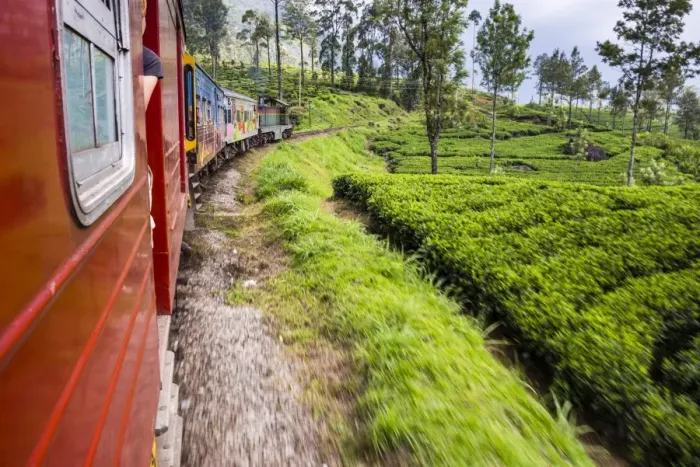 Framed Print : Train journey through tea plantations, Haputale, Sri Lanka Hill Country, Nuwara Eliya District, Sri Lanka, Asia Framed Print : Train journey through tea plantations, Haputale, Sri Lanka Hill Country, Nuwara Eliya District, Sri Lanka, Asia