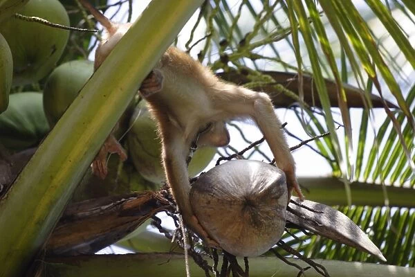 A trained monkey picks coconuts on Koh Samui