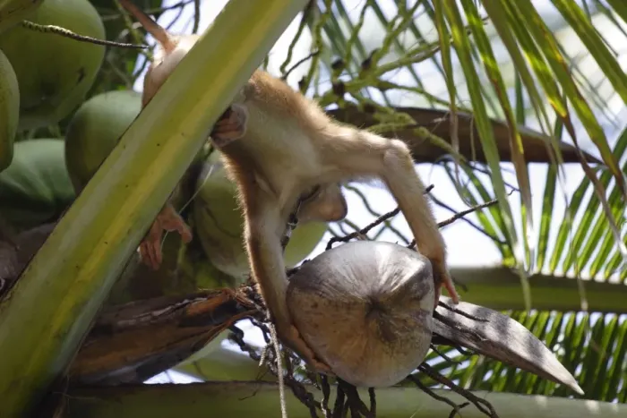 Framed Print : A trained monkey picks coconuts on Koh Samui Framed Print : A trained monkey picks coconuts on Koh Samui