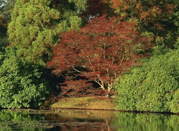 Tranquil scene of acer trees in autumn (fall) colours at Sheffield Park