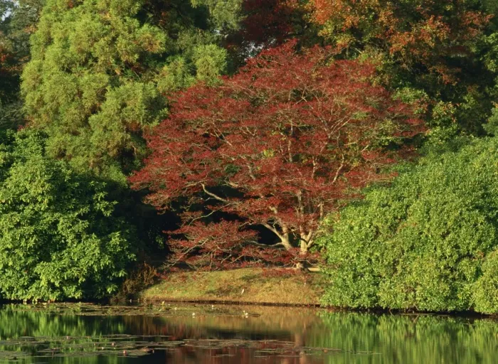 Framed Print : Tranquil scene of acer trees in autumn (fall) colours at Sheffield Park Framed Print : Tranquil scene of acer trees in autumn (fall) colours at Sheffield Park