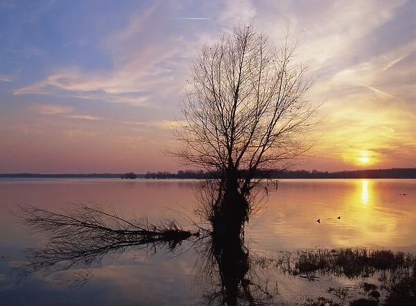 Tranquil scene of bare tree silhouetted against the winter sunset on the Lac du Der Chantecoq in the Champagne Ardennes