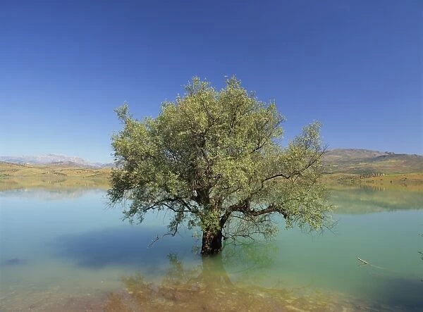 Tranquil scene of landscape of an olive tree on the