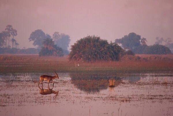 Tranquil scene of a single red lechwe