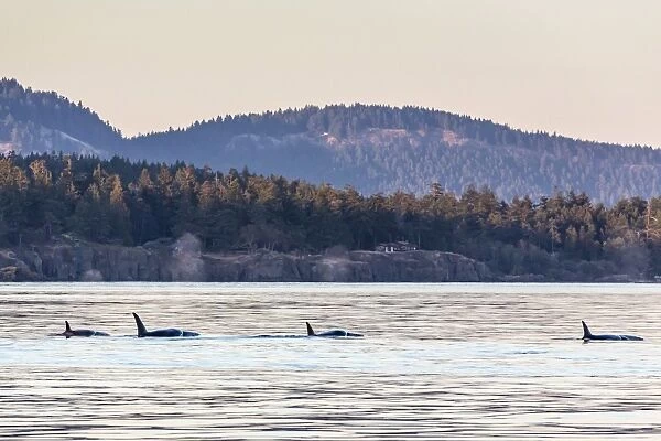 Transient killer whales (Orcinus orca), Haro Strait, Saturna Island, British Columbia, Canada, North America