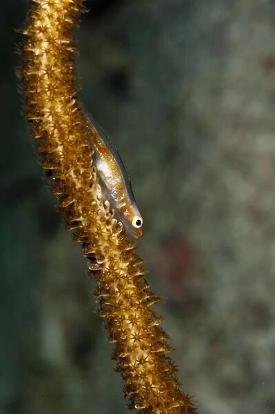 Translucent coral goby (Bryaninops erythrops), Komodo, Indonesia, Southeast Asia, Asia