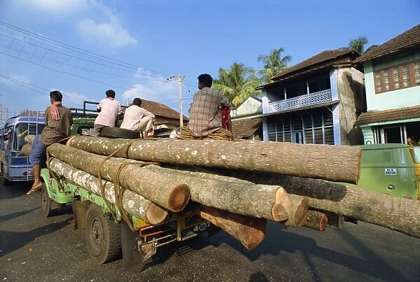 Transporting coconut trees to saw mill