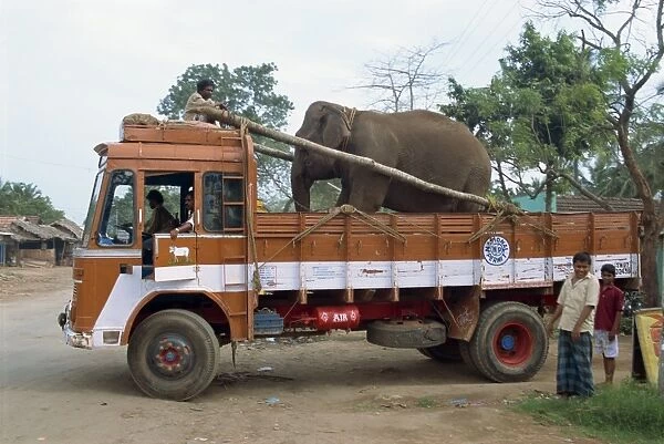 Transporting elephant to temple festival