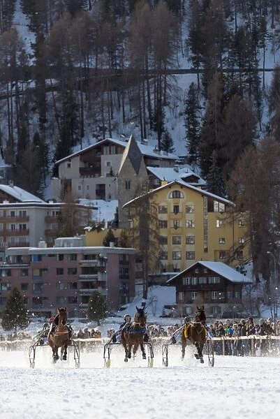 Trap event, White Turf International Horse Race, winter, St. Moritz, Engadine, Graubunden