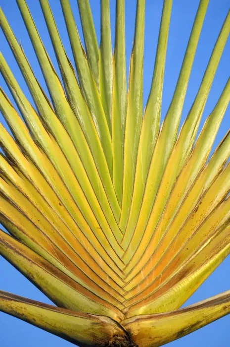 Framed Print : Travelers palm, Bonaire, Netherlands Antilles, Caribbean, Central America Framed Print : Travelers palm, Bonaire, Netherlands Antilles, Caribbean, Central America
