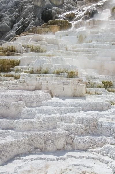 Travertine terraces in Mammoth hot springs terraces, Yellowstone National Park, UNESCO World Heritage Site, Wyoming, United States of America, North America