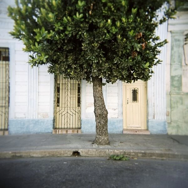 Tree and architectural detail, Cienfuegos, Cuba, West Indies, Central America