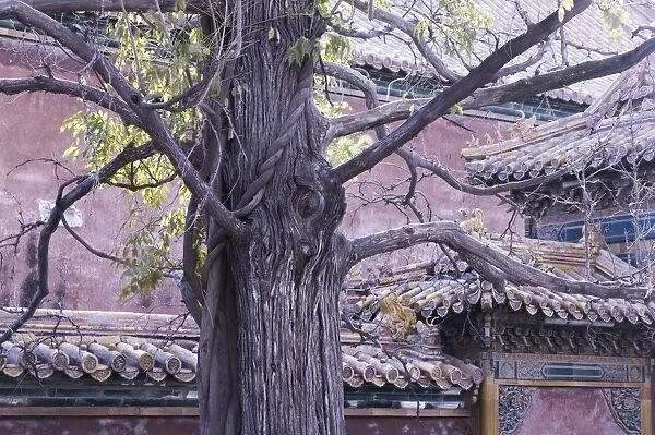 Tree and architectural detail, Forbidden City (Palace Museum), Beijing, China, Asia