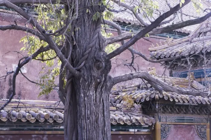 Framed Print : Tree and architectural detail, Forbidden City (Palace Museum), Beijing, China, Asia