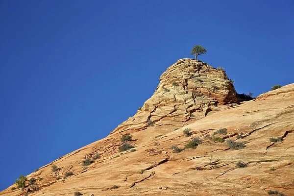 Tree atop a sandstone hill, Zion National Park, Utah, United States of America, North America