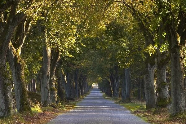 Tree avenue in fall