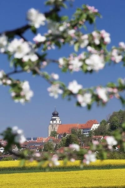Tree blossom and rape fields in spring, Stiftskirche church, Herrenberg, Baden-Wurttemberg