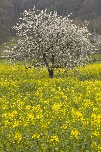 Tree blossom and rapeseed, near Chinon, France, Europe