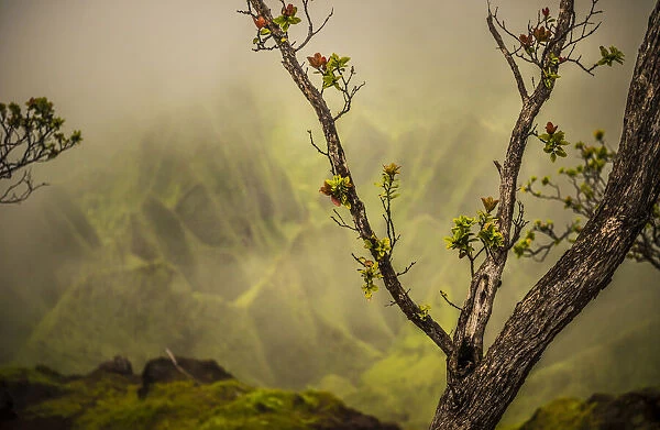 A tree branch with fresh growth in front of a soft backdrop of the NaPali Coast mountains