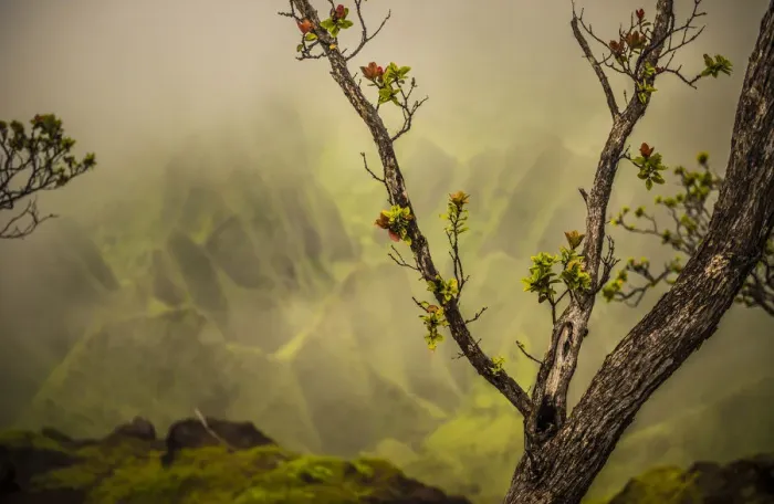 Framed Print : A tree branch with fresh growth in front of a soft backdrop of the NaPali Coast mountains Framed Print : A tree branch with fresh growth in front of a soft backdrop of the NaPali Coast mountains