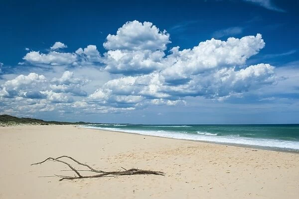 Tree branch on a sandy beach in Cape Conran Coastal Park, Victoria, Australia, Pacific