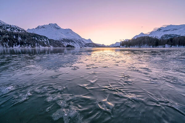 Tree branches trapped in ice under the frozen surface of Lake Sils at sunset, Engadine