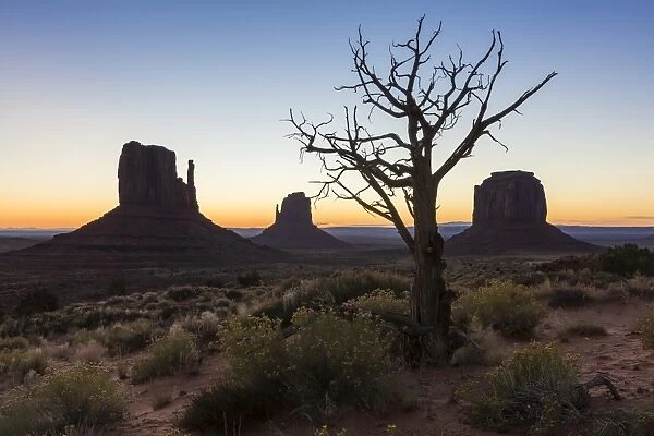Tree and bushes before sunrise. Monument Valley, Navajo Tribal Park, Arizona, United