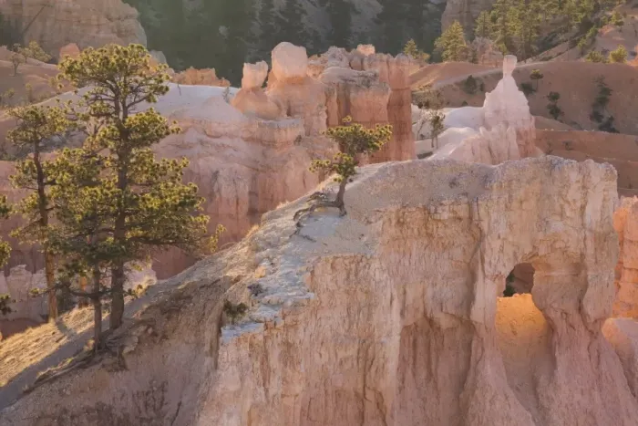 Framed Print : Tree clinging to rock at sunrise, Bryce Canyon National Park, Utah, United States of America Framed Print : Tree clinging to rock at sunrise, Bryce Canyon National Park, Utah, United States of America