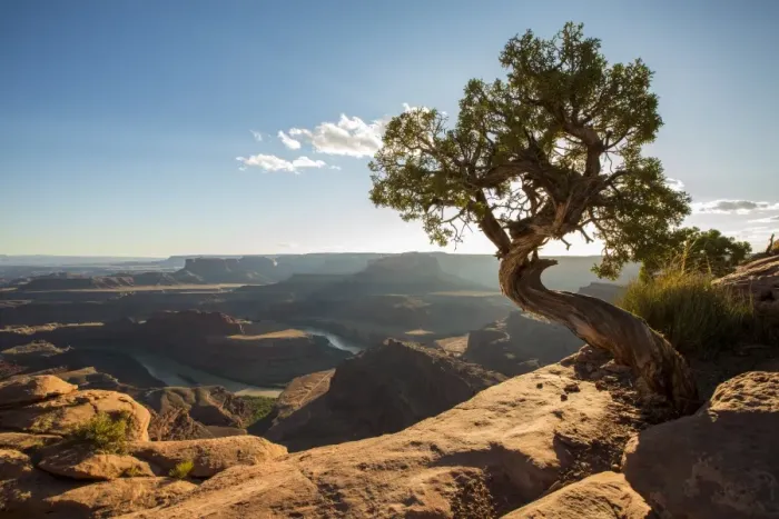 Framed Print : Tree and Colorado River in the background, Dead Horse Point State Park, Moab, Utah Framed Print : Tree and Colorado River in the background, Dead Horse Point State Park, Moab, Utah