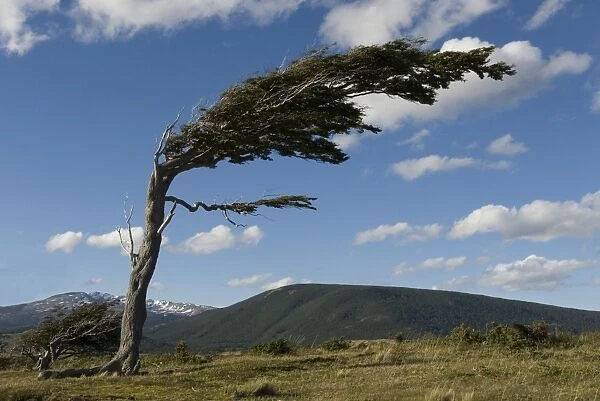 Tree distorted by winds of the Roaring Forties, Harberton, Ushuaia, Beagle Channel, Tierra del Fuego, Argentina, South America