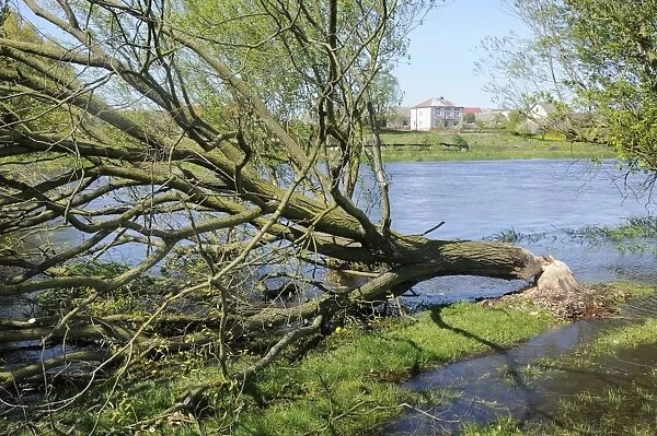 Tree felled by Eurasian beaver (Castor fiber) by Narew River close to Strekowa Gora village, Biebrza National Park, Poland, Europe