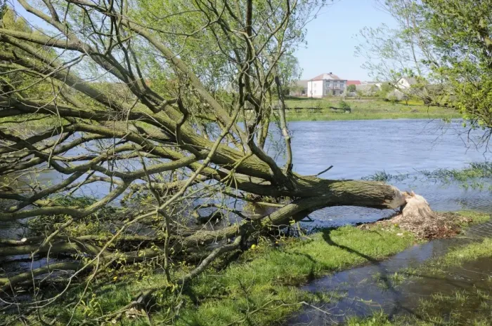 Framed Print : Tree felled by Eurasian beaver (Castor fiber) by Narew River close to Strekowa Gora village, Biebrza National Park, Poland, Europe Framed Print : Tree felled by Eurasian beaver (Castor fiber) by Narew River close to Strekowa Gora village, Biebrza National Park, Poland, Europe