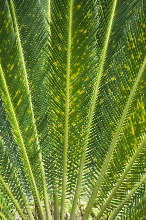 Framed Print : Tree Fern, Arenal, Costa Rica Framed Print : Tree Fern, Arenal, Costa Rica