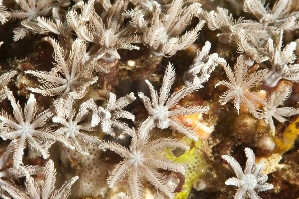 Tree fern soft coral (Clavularia sp. ), Sulawesi, Indonesia, Southeast Asia, Asia