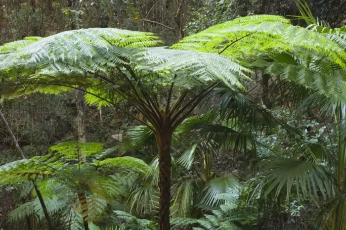 Framed Print : Tree ferns, Moss Garden, Carnarvon Gorge, Carnarvon National Park, Queensland Framed Print : Tree ferns, Moss Garden, Carnarvon Gorge, Carnarvon National Park, Queensland