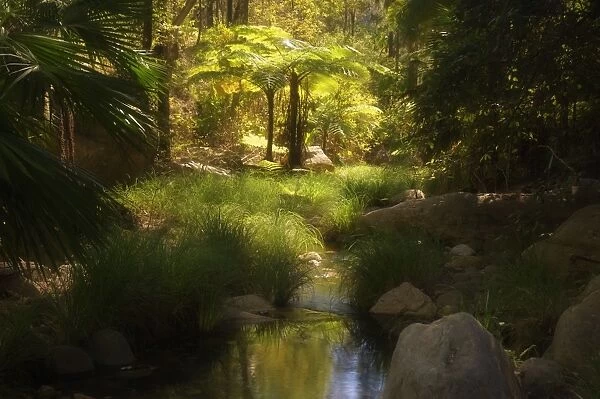 Tree ferns, Moss Garden, Carnarvon Gorge, Carnarvon National Park, Queensland