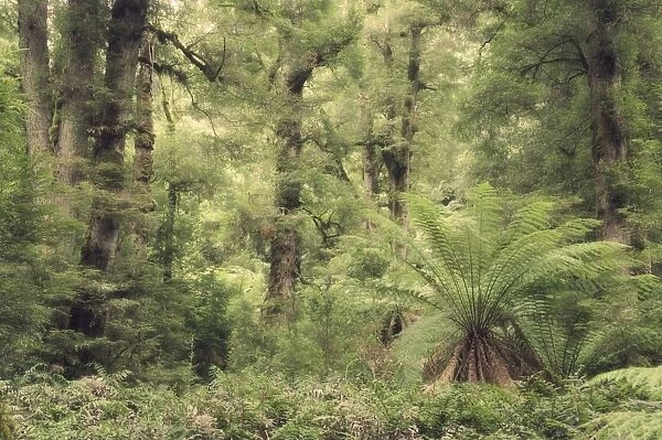 Tree ferns and myrtle beech trees in the temperate rainforest, Yarra Ranges National Park