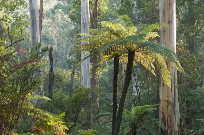 Framed Print : Tree ferns, Yarra Ranges National Park, Victoria, Australia, Pacific Framed Print : Tree ferns, Yarra Ranges National Park, Victoria, Australia, Pacific