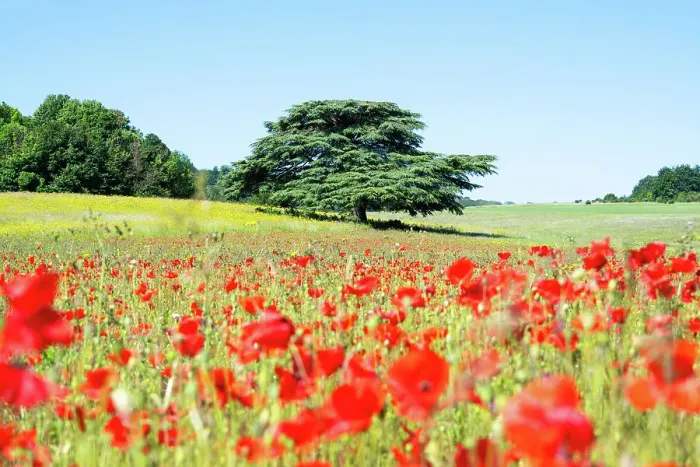 Framed Print : A tree in a field of poppies in Kent, England, United Kingdom, Europe
