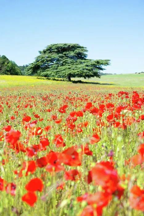 Framed Print : A tree in a field of poppies in Kent, England, United Kingdom, Europe
