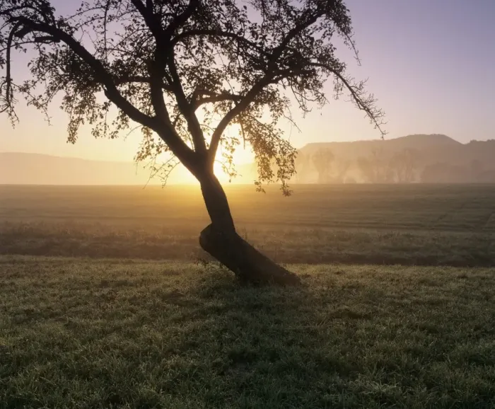 Framed Print : Tree in a field at sunrise in autumn, Swabian Alb, Baden Wurttemberg, Germany, Europe