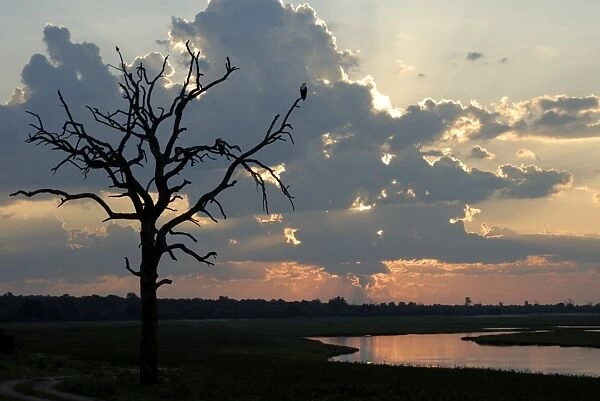 Tree with fish eagle at sunset, Chobe National Park, Botswana, Africa