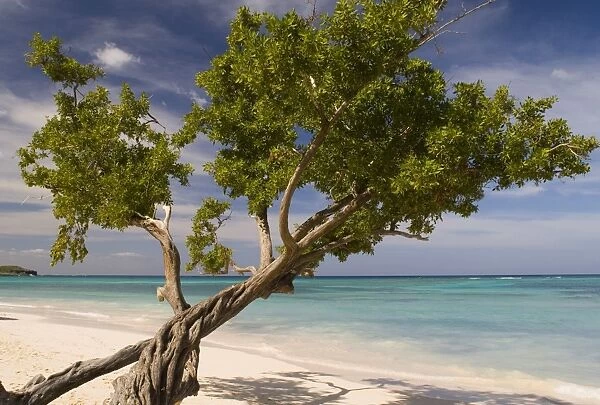 A tree growing on Guardalavaca Beach, Guardalavaca, eastern coast, Cuba