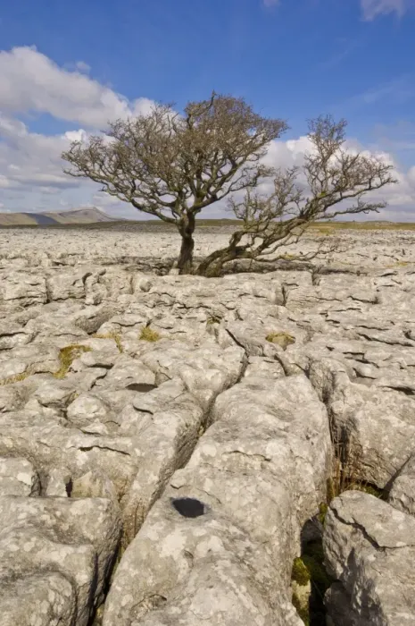 Framed Print : Tree growing through the Limestone pavement of White Scars, Yorkshire Dales National Park Framed Print : Tree growing through the Limestone pavement of White Scars, Yorkshire Dales National Park