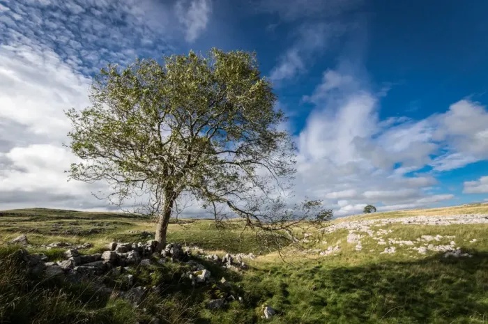 Framed Print : Tree and limestone pavement above Malham, Yorkshire Dales, Yorkshire, England, United Framed Print : Tree and limestone pavement above Malham, Yorkshire Dales, Yorkshire, England, United
