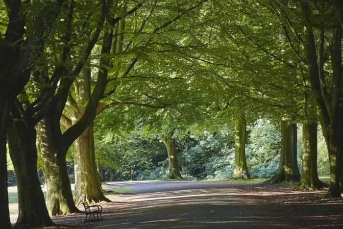 Framed Print : A tree-lined avenue in Clifton, Bristol, England, United Kingdom, Europe Framed Print : A tree-lined avenue in Clifton, Bristol, England, United Kingdom, Europe