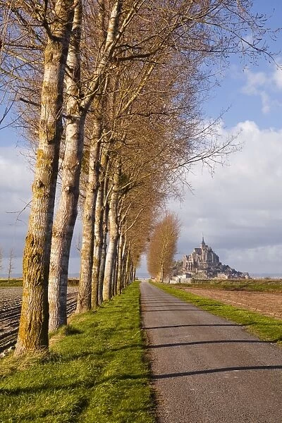 A tree lined avenue leads towards Mont Saint Michel, UNESCO World Heritage Site, Normandy, France, Europe