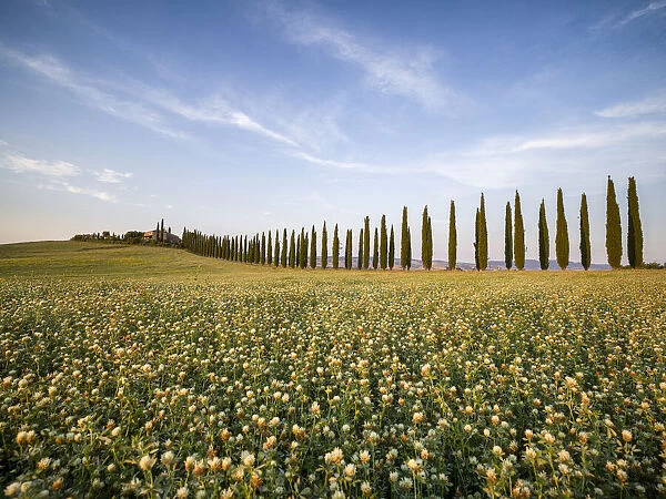 Tree-lined avenue of Poggio Covili and a flowery field, Val d Orcia, UNESCO World Heritage Site, Tuscany, Italy, Europe